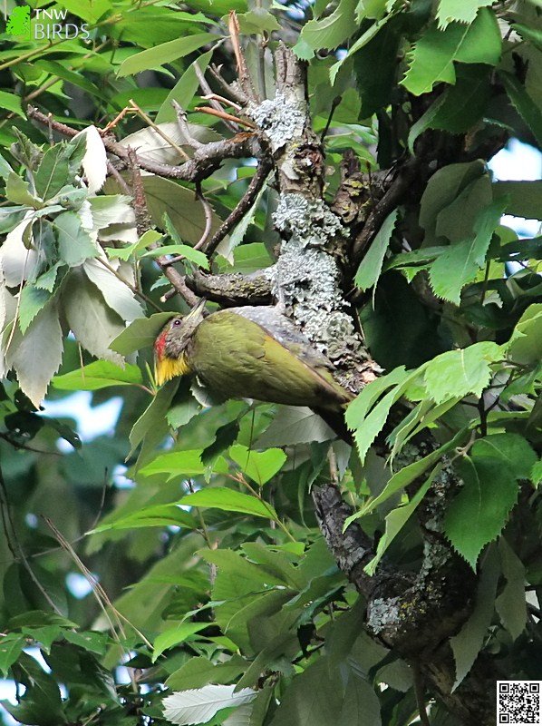 Lesser Yellownape